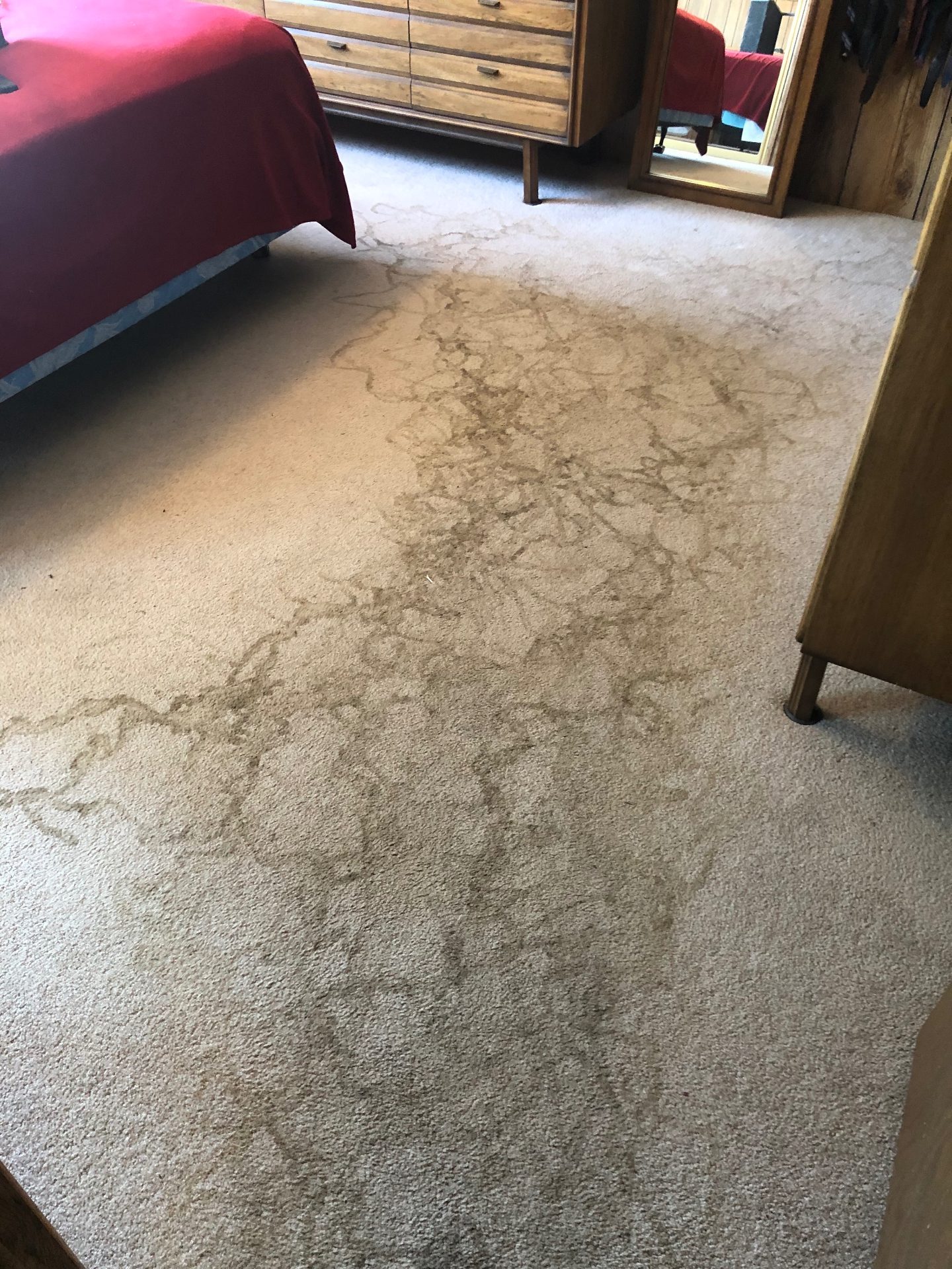 Before professional carpet cleaning - Pet Stain Removal in Gresham Home