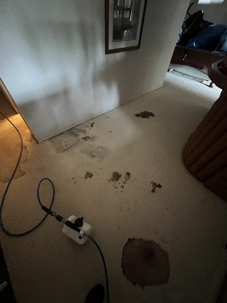 Before professional carpet cleaning - Pet Odor Treatment in Happy Valley Bedroom