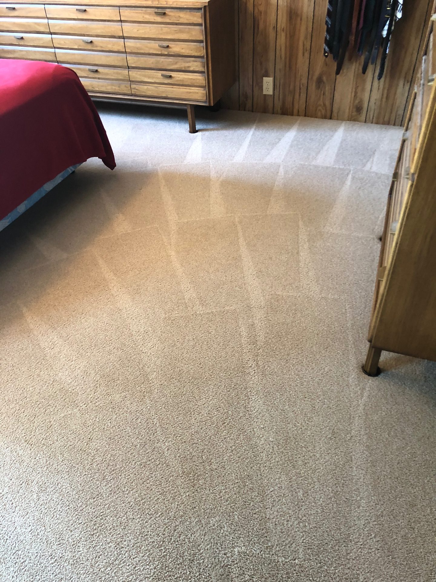 Pet Carpet Cleaning: What You Need to Know